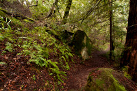 Woodland Redwood Trail
