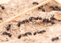 Messor andrei (Harvester Ants)