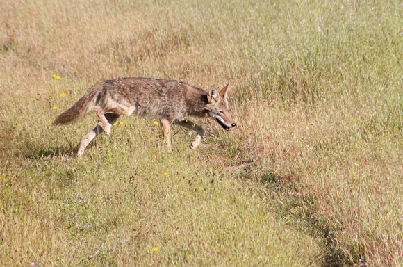 Coyote (Canis latrans) Hunting at Jasper Ridge