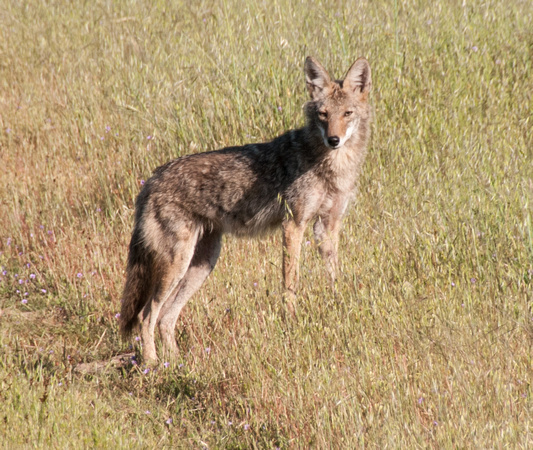 Coyote (Canis latrans) -- a Portrait