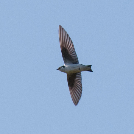 Violet-green Swallow (Tachycineta thalassina) in Flight