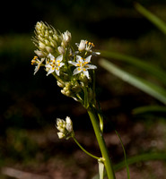 Blossom of Fremont's Star Lily (Zigadenus fremontii)