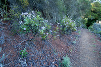 Yerba Santa (Eriodictyon californicum) Plants in Flower