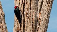 Acorn Woodpecker (Melanerpes formicivorus) with Acorn at Granary Tree (Detail)