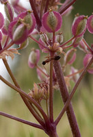 Carpenter Ant (Camponotus sp) on Plant