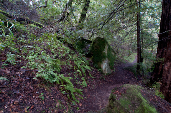 Woodland Redwood Trail