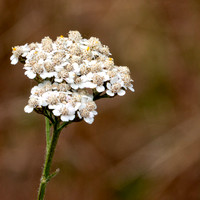 Common Yarrow (Achillea millefolium)
