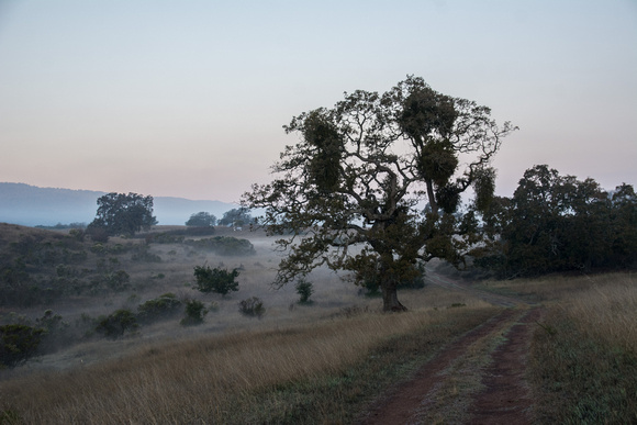 Mistletoe-laden Valley Oak (Quercus lobata) with Dissipating Dawn Mist