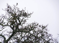 Robins, Mistletoe, and Other Birds in Valley Oak