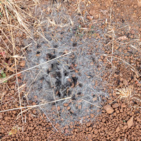 Harvester Ants (Veromessor Andrei) Inspect Fluff