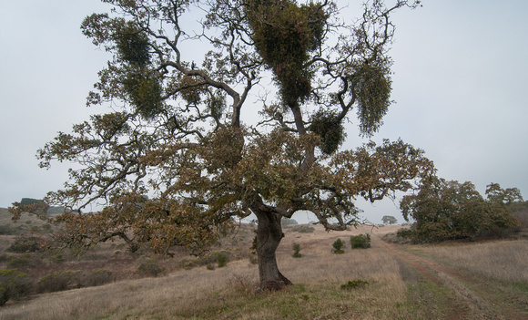 Morning Fog, Valley Oak, Mistletoe