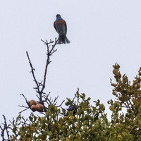 Western Bluebird (Sialia mexicana) Spreads its Tail