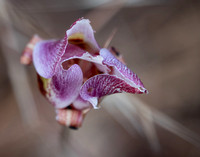 Clay Mariposa Lily (Calochortus argillosus) from Above