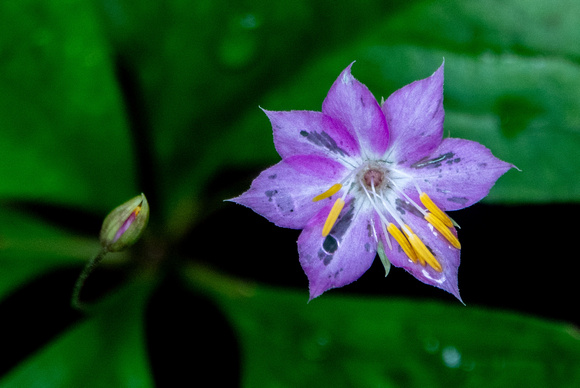 Pacific Starflower (Lysimachia latifolia), Up Close