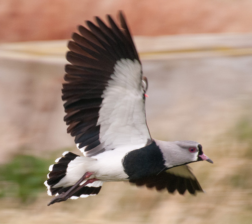 Southern Lapwing (Vanellus chilensis) in Flight