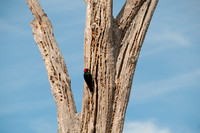 Acorn Woodpecker (Melanerpes formicivorus) with Acorn at Granary Tree