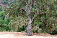 Majestic Valley Oak (Quercus lobata)