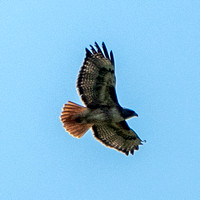 Red-tailed (!) Hawk (Buteo jamaicensis) in Flight
