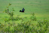 Blackbird Flies
