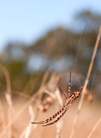Spider in Web (2)