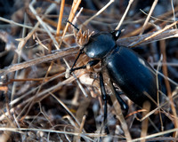 Stuck Beetle