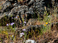 Wildflowers with Serpentine Rock