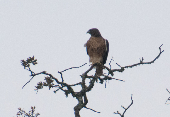 Red-tailed Hawk (Buteo jamaicensis) Keeping Watch