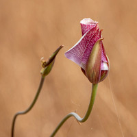 Clay Mariposa Lily (Calochortus argillosus) on Twisty Stem