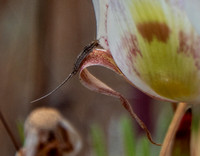 Insect on Clay Mariposa Lily (Calochortus argillosus)