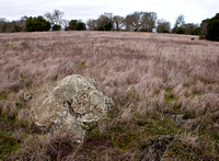 Lichen-covered Rock in Grassland
