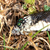 Fly Visits Dead California King Snake (Lampropeltis californiae)