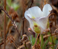 Clay Mariposa Lily (Calochortus argillosus) with Insect