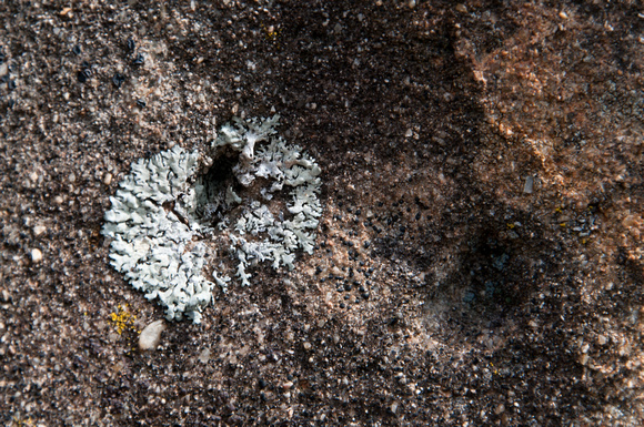 Lichen on Sandstone