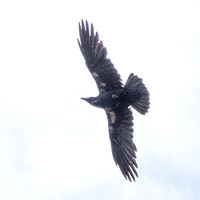 Common Raven (Corvus corax) in Flight