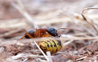 Carpenter Ant (Camponotus sp) with Yellowjacket Wasp Abdomen