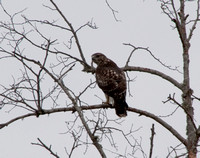 Juvenile Red-tailed Hawk (Buteo jamaicensis) at Rest