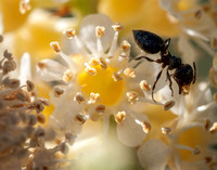 Acrobat Ant (Crematogaster coarctata) on Blossom of Holly-Leaved Cherry (Prunus ilicifolia)