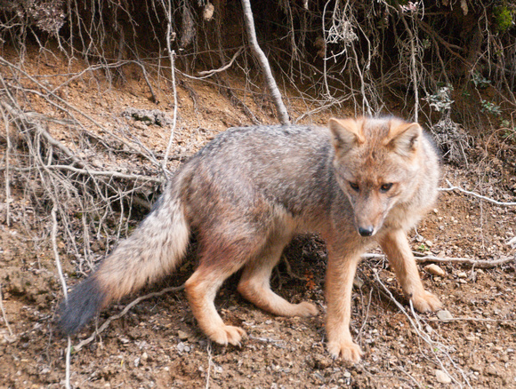 Patagonian Red Fox (Dusicyon culpaeus)