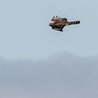 Red-shouldered Hawk (Buteo lineatus) ?? in Flight