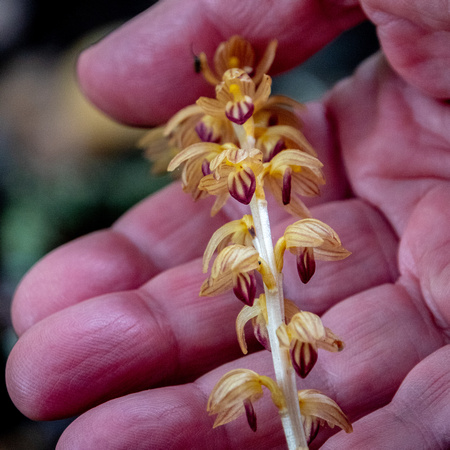 Blossoms of Striped Coralroot Orchid (Corallorhiza striata)