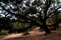 Spreading Valley Oak (Quercus lobata)