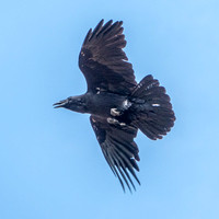 Raven Warning