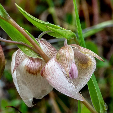 White Globe Lily (Calochortus albus, AKA Fairy-lantern)