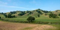 Oak-studded Hillsides