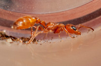 9/12/2016 Rare Ant on Manzanita