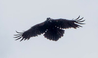Ravens Complain (Detail)