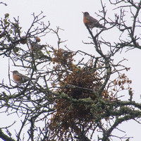 Robins in the Phainopepla Tree (2)