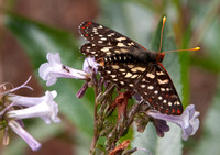 Variable Checkerspot Butterfly (Euphydryas chalcedona) with Ant