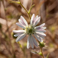 Hayfield Tarweed (Hemizonia congesta ssp. luzulifolia)