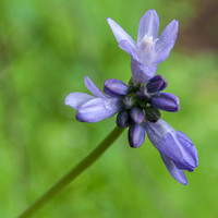 Blue Dicks (Dichelostemma capitatum ssp. capitatum)